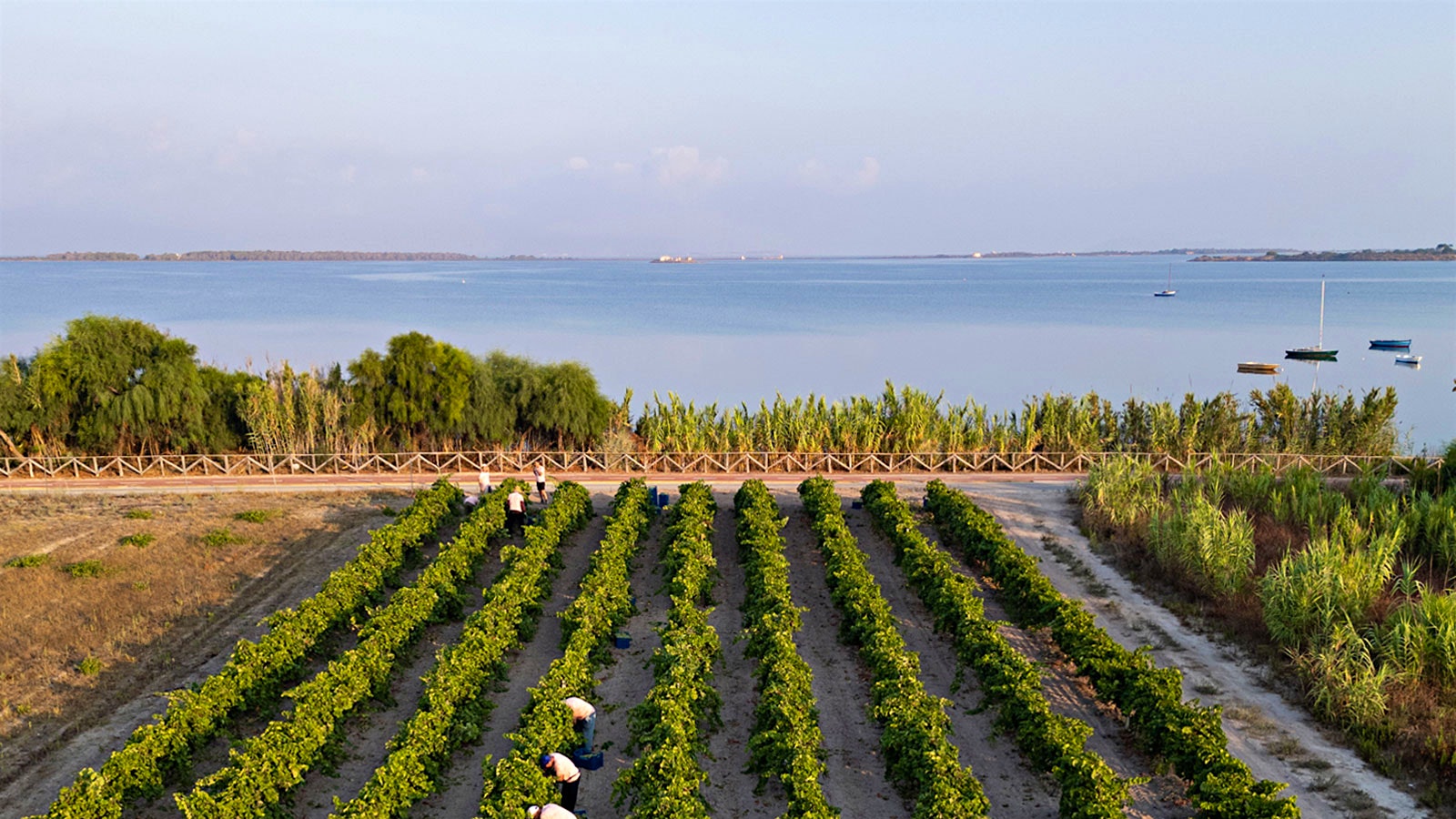 One of the Officina del Vento vineyards bordering the Stagnone lagoon